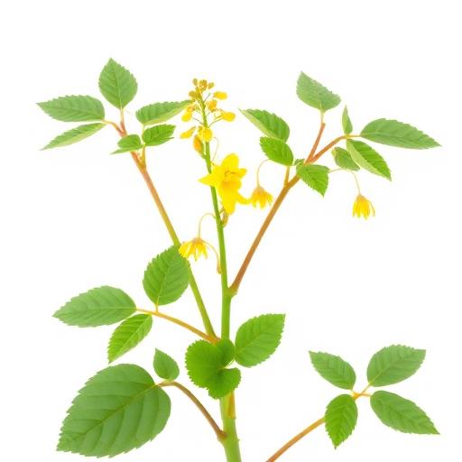 Horny Goat Weed